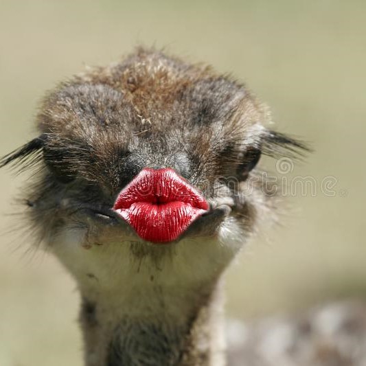 kiss
